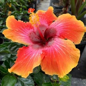 Meet your Posher, Giovanni